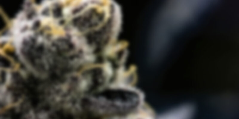 https://stonersplug.com/wp-content/uploads/2020/04/img_canimed_3-800x400.jpg